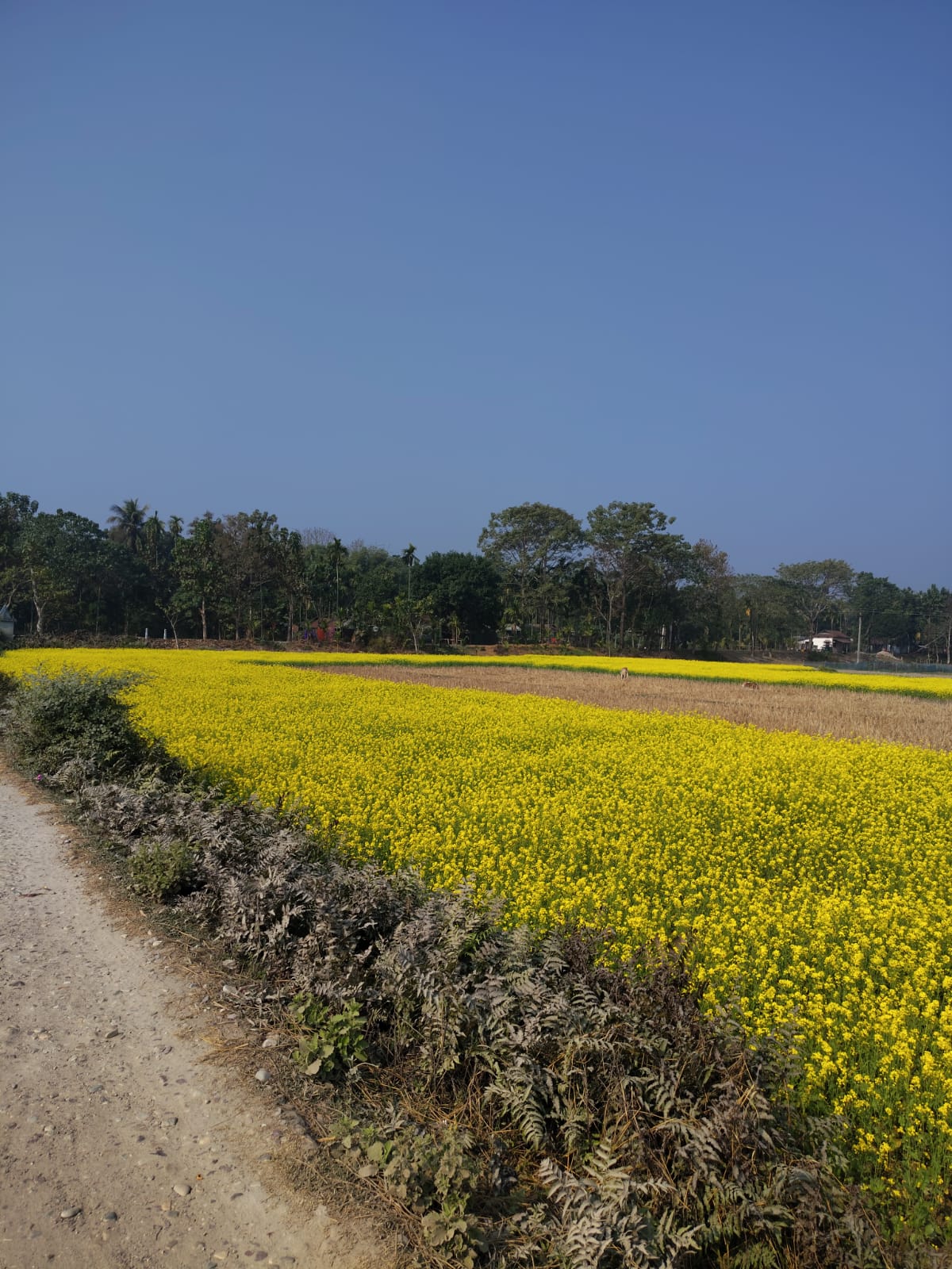 180 Bigha Premium Dooars Property for Farm House, Resort & Township at Valka-2, Purba Salbari , Barobisha| Near NH31 | dooarsproperty.com